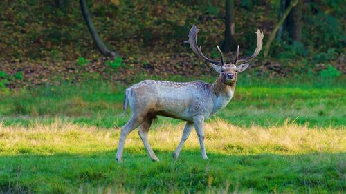 Deer standing in a field