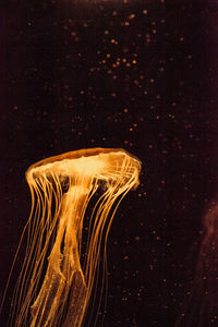 Close-up of jellyfish swimming in sea