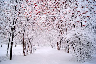 Snow covered road along trees