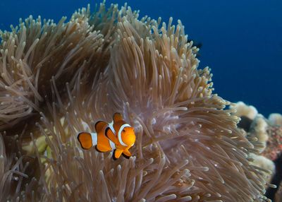 Close-up of coral in sea