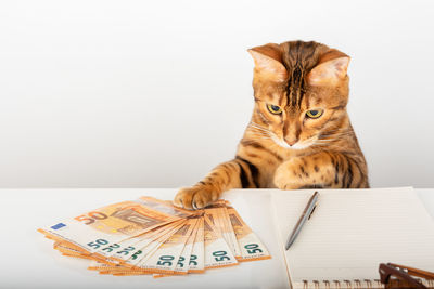 Bengal cat holds paw euro money on the table.