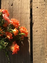 Close-up of orange flowers blooming outdoors