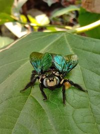 Close-up of spider on leaf