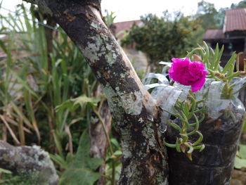 Close-up of flowers growing on tree trunk