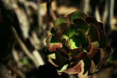 Close-up of prickly pear cactus