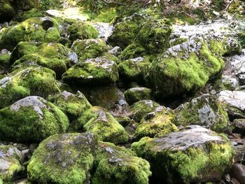 Close-up of moss growing on rocks in forest