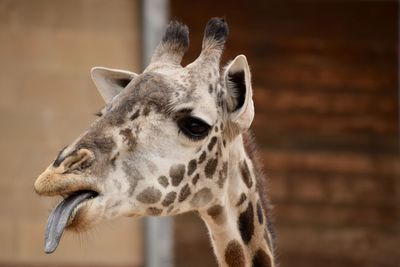 Close-up of giraffe