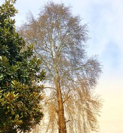 Low angle view of trees against sky