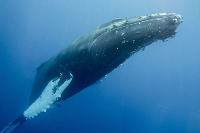 Humpback whale maui