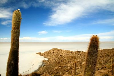 Scenic view of cactus growing at salar de uyuni against sky