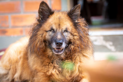 Close-up portrait of dog looking at camera