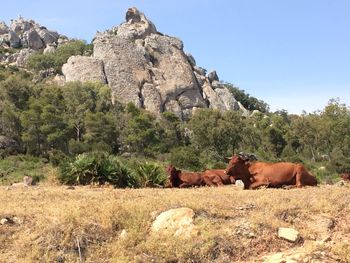 Cows on field against clear sky