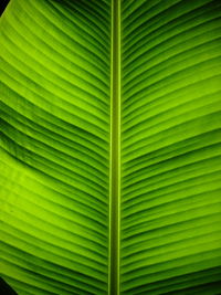 Full frame shot of palm leaves