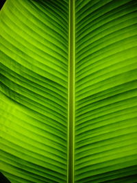 Full frame shot of palm leaves