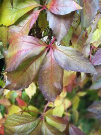 Close-up of leaves on tree