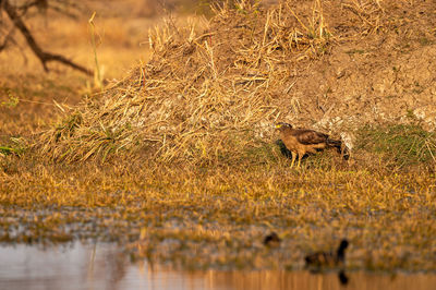 View of deer on field by lake