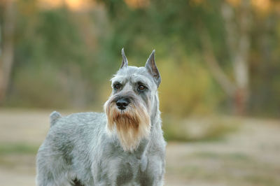 Close-up portrait of dog looking away