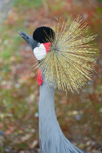 Close-up of a bird