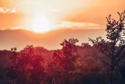 Low angle view of silhouette trees against sky during sunset