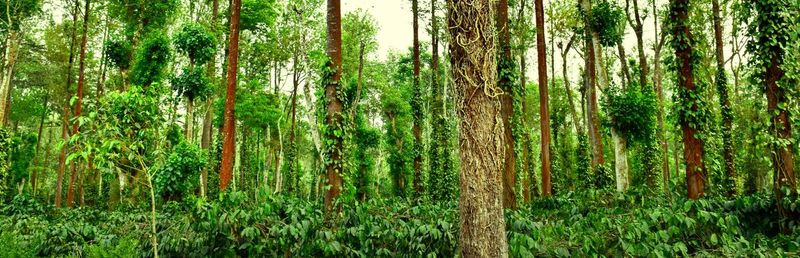 Panoramic view of trees growing at forest