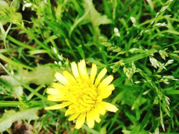 Close-up of yellow flower blooming in field