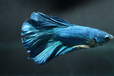 Close-up of blue siamese fighting fish swimming in aquarium