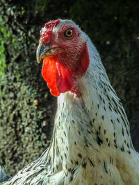 Close-up of a parrot