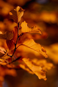 Close-up of dry maple leaves against blurred background