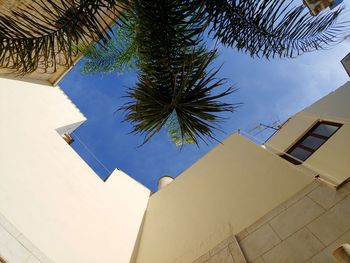 Low angle view of palm tree against building