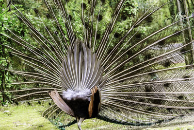 Close-up of peacock