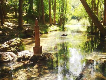 Scenic view of lake in forest