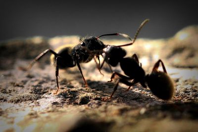 Close-up of ants on rock