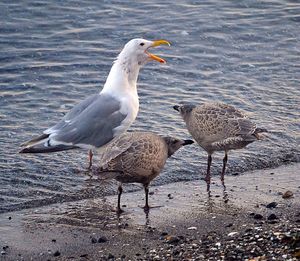 Birds in calm water