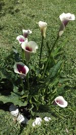 Close-up of flowers growing in grass