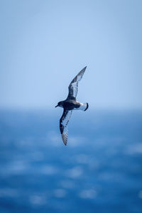 Backlit antarctic petrel banks over blue ocean