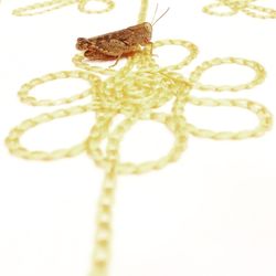 Close-up of snake over white background