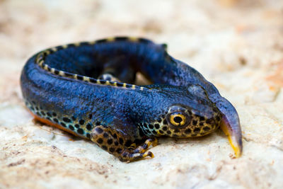 Close-up of salamander on sand