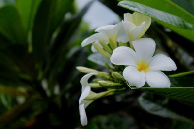 Close-up of white flowers blooming outdoors