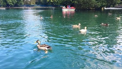 Birds in calm lake