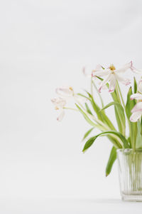 Close-up of white flowers in vase