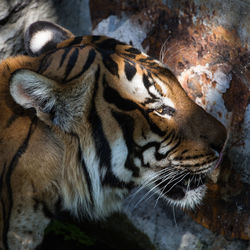 Close-up of tiger