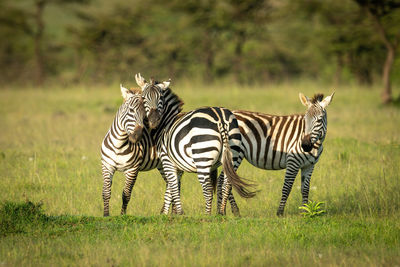 Two plains zebra play fighting near foal