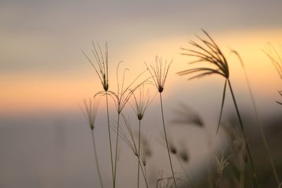 Close-up of wheat plants against sky during sunset