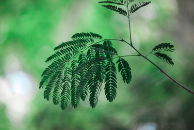 Branch of an 'earpod tree' deep in the forest 