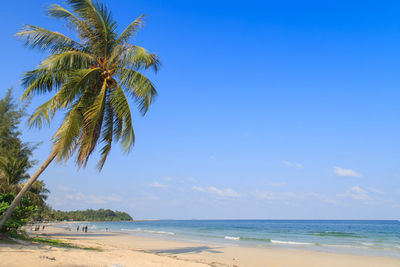 Palm trees on beach against blue sky