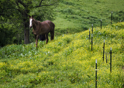 Brown horse on grassy hill