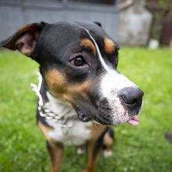 Close-up of dog looking away
