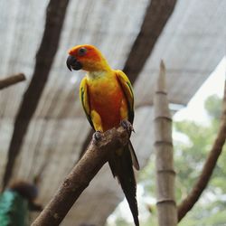 Close-up of parrot perching on branch