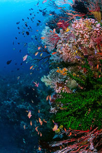 School of fish swimming by plants undersea