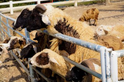 Sheep in a pen